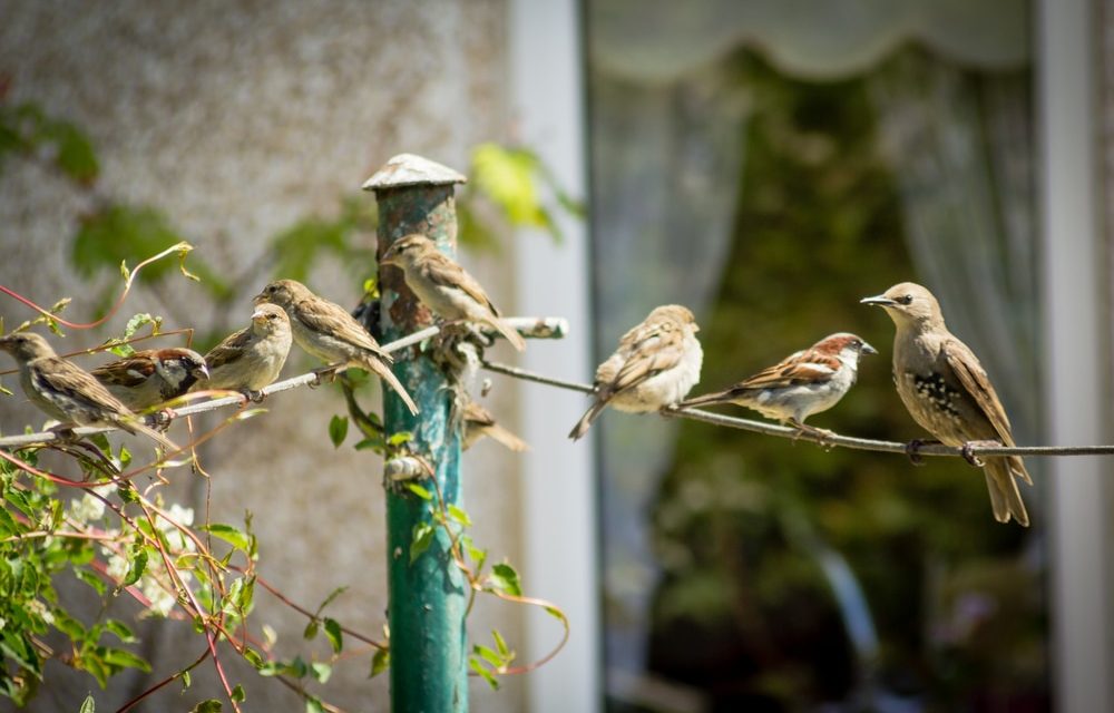 Birdscaping 101: come attirare gli uccelli nel tuo giardino