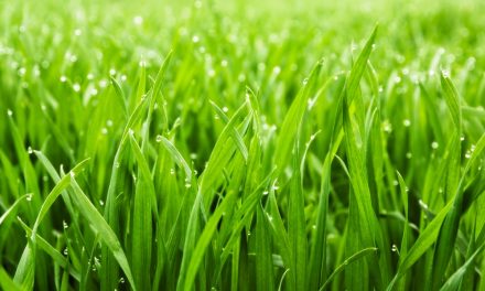 Come accelerare la germinazione dei semi di erba nel tuo giardino