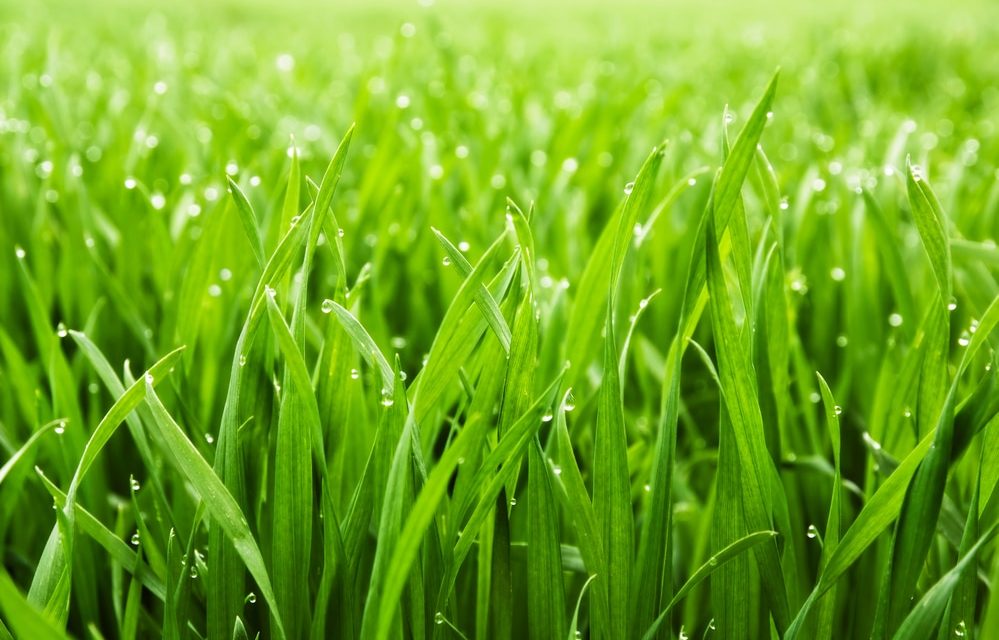 Come accelerare la germinazione dei semi di erba nel tuo giardino