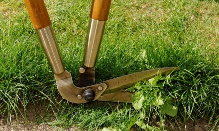 Come affilare le forbici da giardino: la chiave per un taglio uniforme