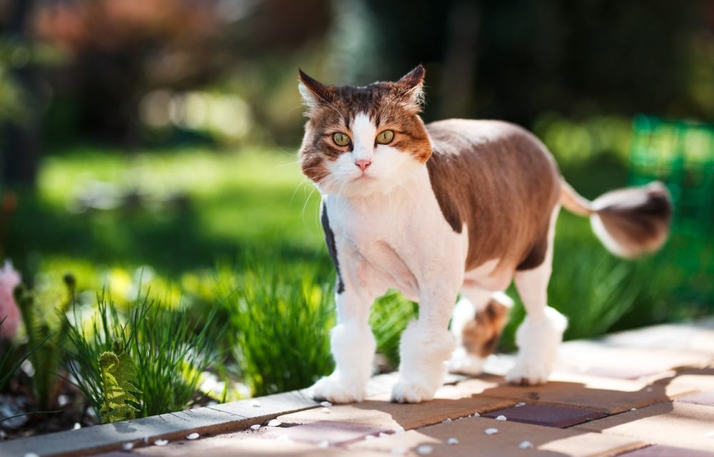 Come fare un repellente per gatti per tenere i gatti lontani dal tuo giardino