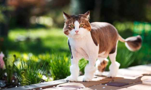Come fare un repellente per gatti per tenere i gatti lontani dal tuo giardino