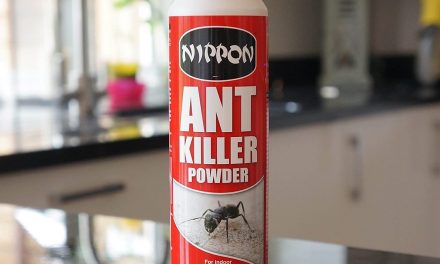 Come funziona Ant Killer: il segreto per una casa senza formiche