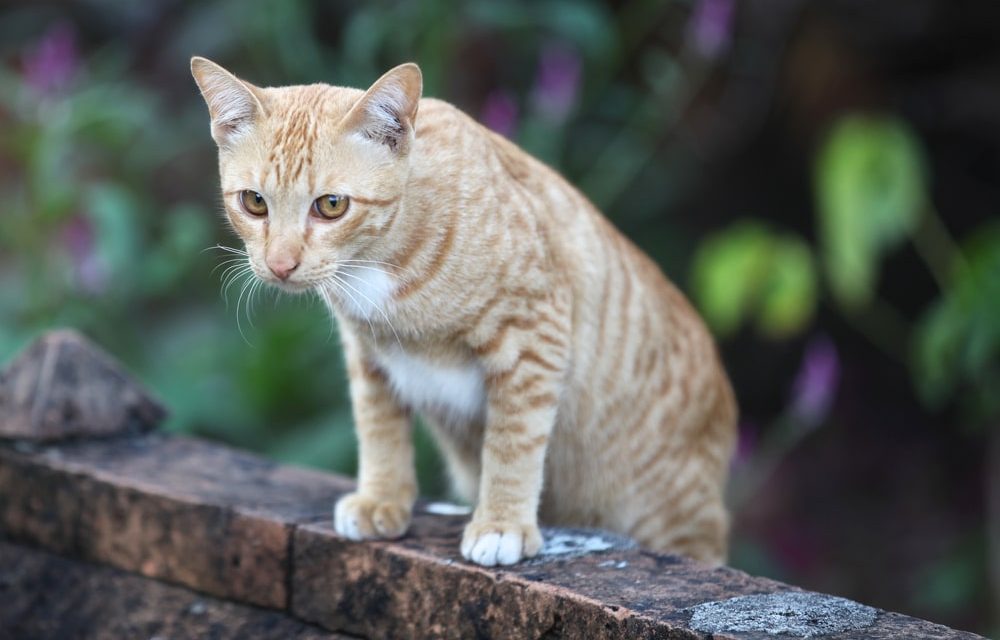 Come funziona il repellente per gatti: la chiave per un cortile senza gatti