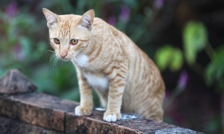 Come funziona il repellente per gatti: la chiave per un cortile senza gatti