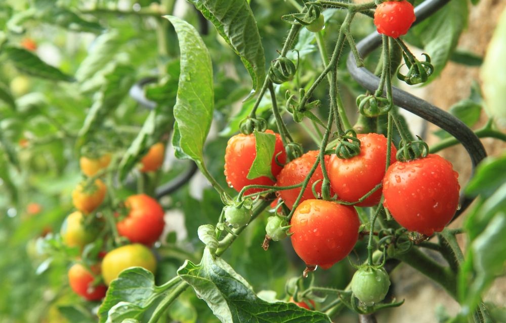 Come prendersi cura delle piante di pomodoro per mantenerle sane
