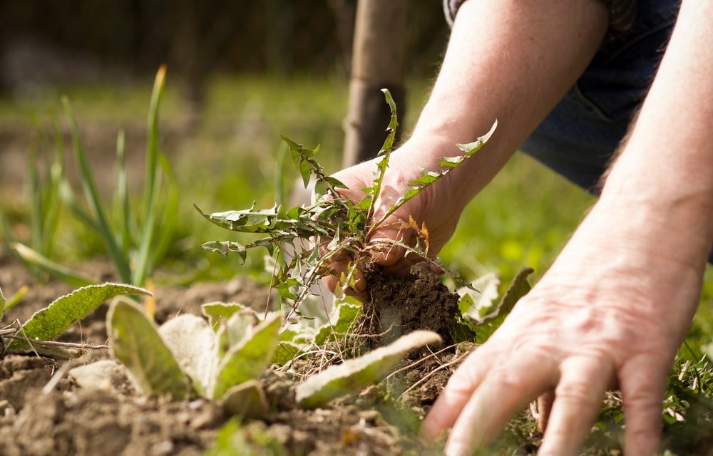 Come pulire un giardino pieno di erbacce: il segreto per un cortile libero dalle erbacce