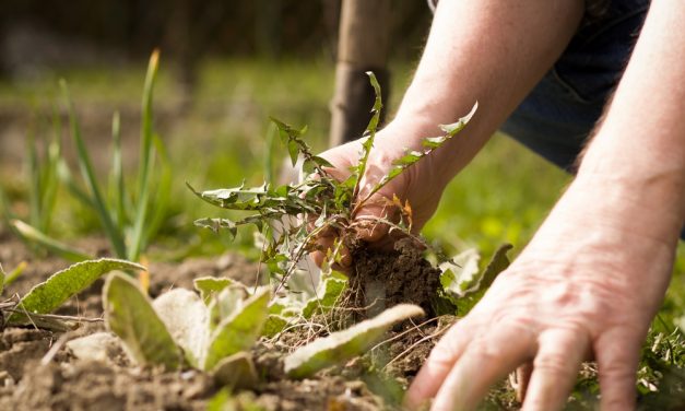 Come pulire un giardino pieno di erbacce: il segreto per un cortile libero dalle erbacce