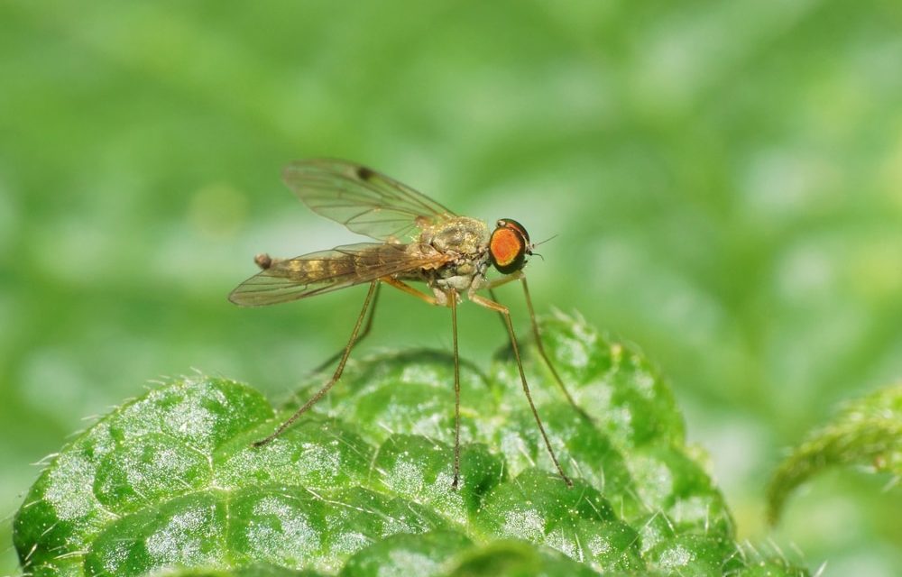 Come sbarazzarsi dei moscerini: mantieni la tua casa e il tuo giardino liberi dai moscerini