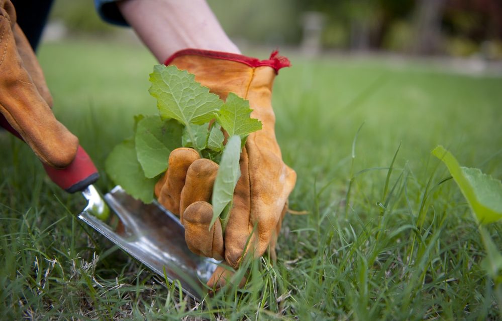 Come uccidere le erbacce senza diserbante: 5 soluzioni ecologiche