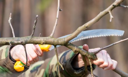 Come utilizzare una sega da potatura per alberi: una guida approfondita