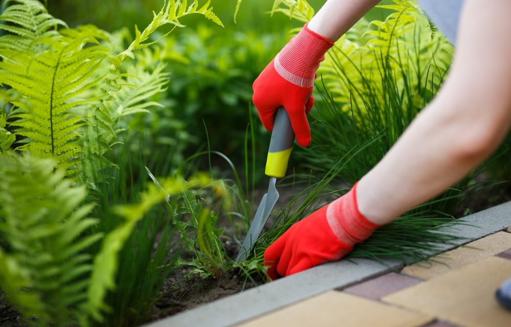Come utilizzare uno strumento di diserbo: rimuovere le erbacce è facile