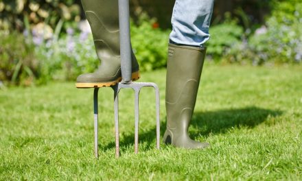 Giardinaggio 101: come aerare il prato con una forca da giardino