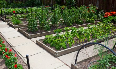 Giardinaggio fai-da-te 101: come costruire un letto da giardino rialzato